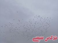 ادامه مطلب...