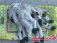 ادامه مطلب...