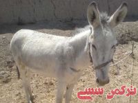 ادامه مطلب...