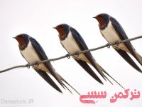 ادامه مطلب...