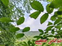 ادامه مطلب...
