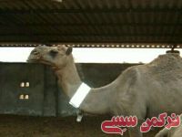 ادامه مطلب...