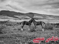 ادامه مطلب...