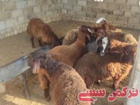 ادامه مطلب...