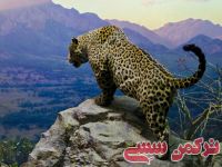 ادامه مطلب...