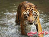 ادامه مطلب...