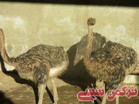 ادامه مطلب...
